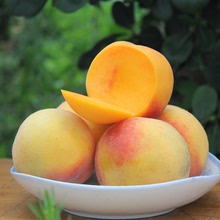 Hunan sắc nét cây giống cây ăn quả đào cây đào vàng trong vườn mới của cây ăn quả cây đào lớn sắc nét Cây ăn quả