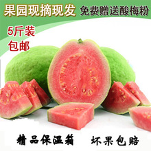 Trái cây tươi Đài Loan trái tim đỏ ổi trái tim đỏ ổi đỏ ổi đỏ hộp quà tặng gửi bột mận chua Trái cây chọn
