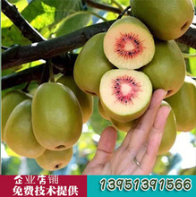 tim vàng đỏ cây kiwi bán buôn Kiwi Kiwi cây giống cây cảnh sân đầy đủ Guomiao Cây ăn quả