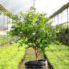 Four Seasons plinia cauliflora sớm cây giống cây ăn quả Đài Loan Garbo cây giống cây ăn quả trong chậu cây ăn quả cây nho để tải Cây ăn quả