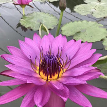 Chín nước hoa Lotus Xianglian bán buôn Đài Loan Đài Loan trà rễ cây giống giới thiệu lily có thể cản trở thực vật thủy sinh Cây cảnh