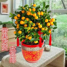 Four Seasons quất ăn quất nhỏ nhỏ cây bonsai trong chậu cam cây giống cây ăn quả cam với lô hàng hoa quả Cây ăn quả