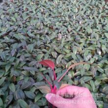 nguồn cung lớn chất lượng cao cây tán lá trong nhà Red Diamond (Red Diamond) cây giống nuôi cấy mô hoa bán buôn Hoa và hoa