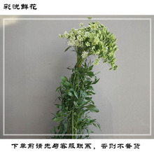 [Ren] Vân Nam Côn Minh bán buôn hoa trang trí cây xanh trang trí nhà mạng cưới màu đỏ lớn Amyqin hoa tươi cắt Hoa và hoa