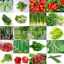 Bán buôn cung cấp các loại rau, rau, hạt giống, làm vườn tại nhà, vườn ban công, bốn mùa, trồng giống Cây giống
