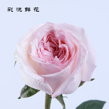 [Bột] Côn Minh vải bán buôn hoa quà tặng trang trí nhà hoa hồng cây hoa hồng hoa Hoa và hoa