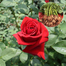 Vân Nam hoa hồng cơ sở tự sản xuất hoa tươi cắt hoa hồng cây giống cây xanh hoa cây giống bán buôn Hoa và hoa