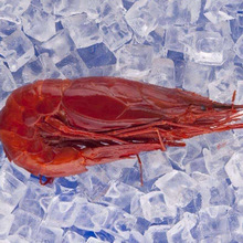 Tôm đỏ Tây Ban Nha 0 Câu lạc bộ nhà hàng Nhật Bản Tiệc cao cấp Sashimi Tôm đỏ Tây Ban Nha Nhập khẩu hải sản Tôm