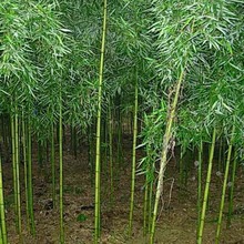 Bán buôn Leizhu Miao chất lượng cao Thông số kỹ thuật đầy đủ Cung cấp sấm sét đủ cơ sở Giá cả phải chăng cho cây giống Cây cảnh
