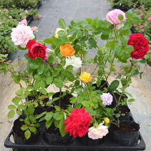 Châu Âu tháng bán buôn Fujimoto tăng ở châu Âu hồng dây leo hoa, cây bụi cắt hoa hồng cây hoa trong chậu Hoa và hoa