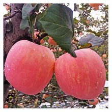 Shaanxi Luochuan Red Fuji Apple 5 kg vận chuyển táo không phải Yên Đài sọc trái táo Shaanxi một thế hệ Trái cây ưa thích