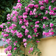 Rosa multiflora Tetrastigma cây giống thực vật có hoa trong chậu cây 220 ngày chu kỳ nhiều màu xuất hiện hình cầu Flower Hoa và hoa