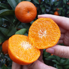 Hồ Nam bán buôn cây ăn quả cây giống cây giống đặc biệt cây giống cam không hạt É³ÌÇ½Û đường sớm giống mới của cây có múi cam Guomiao Cây ăn quả