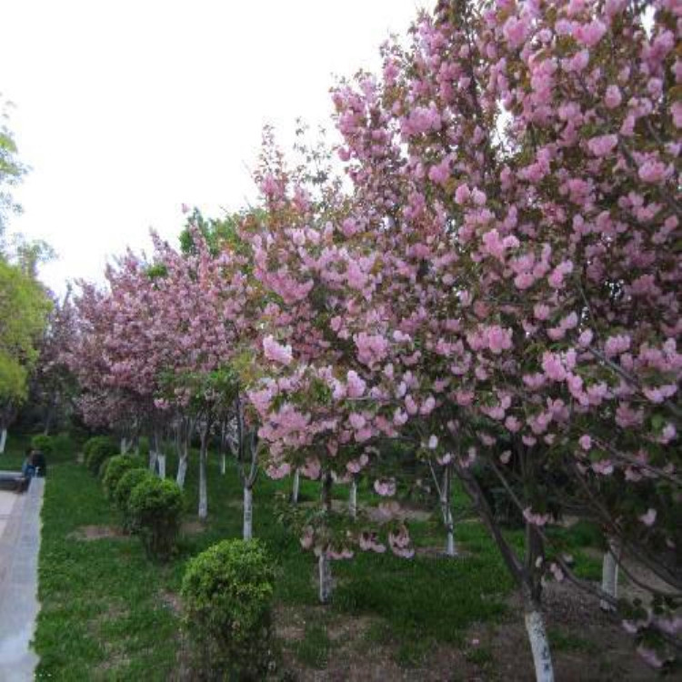 供应各种规格日本早樱花晚樱花庭院工程绿化