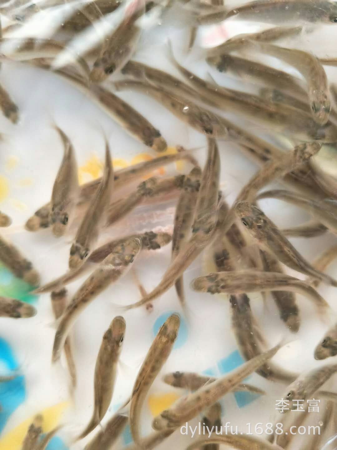 李玉富的个人主页-阿里巴巴1688.com