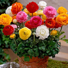 các loại cây mao lương hoa bóng đèn của gốc lá cần tây hoa mẫu đơn hoa Persian Buttercup cần tây lá thỏa thuận thương mại hạt giống ngoại hoa bóng đèn Hoa và hoa