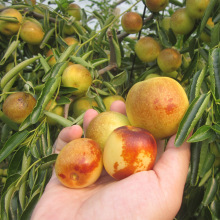 Zhanhuadongzao bán trái cây giống cây giống cây giống ghép cây giống táo tàu Nam giống mới có thể được trồng trong chậu Cây ăn quả