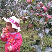 Nguồn muối đường táo đỏ Fuji [thiết bị tiêu chuẩn] táo xấu xí Tứ Xuyên xuất xứ trực tiếp trái cây tươi bán buôn Trái cây Tứ Xuyên