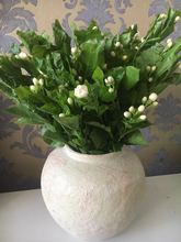 [Jasmine] Côn Minh hoa bán buôn trực tiếp cơ sở mùi thơm dễ chịu của hoa nhài nhà cưới Hoa và hoa