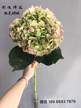 [Hypothetic color] Hoa Côn Minh bán buôn hoa tươi cắt cơ sở Vân Nam trang trí nhà cưới nhiều màu sắc hoa cẩm tú cầu đẹp Hoa và hoa