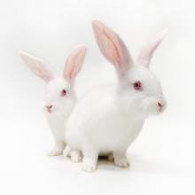 Thỏ, thỏ trắng, thỏ cưng, thỏ, thỏ, thỏ trắng, 10 từ 27 nhân dân tệ / tháng Hamster, thỏ, chim