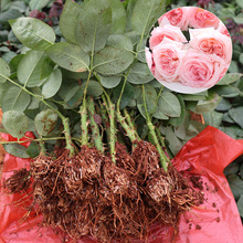 Côn Minh cung cấp trực tiếp cây con vườn ươm bán buôn hoa tươi của Rosa rugosa tăng cây vải màu hồng lớn thuận lợi Hoa và hoa