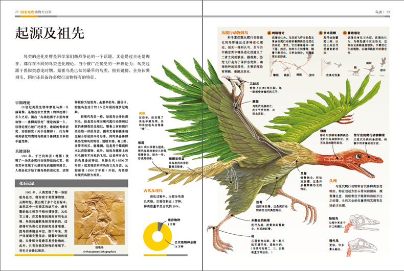 国家地理动物大百科鸟类1 鸟类图鉴青少年课外科普读物自然科学q
