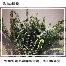 [Eucalyptus] Côn Minh, Vân Nam hoa bán buôn hoa vật liệu trang trí nhà đám cưới thường được sử dụng với cắt lá cắt trái cây Hoa và hoa