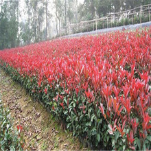 [Cơ sở bán hàng trực tiếp] Vườn ươm này cung cấp một số lượng lớn cây thạch thảo lá đỏ, các thông số kỹ thuật khác nhau, điểm giống kỹ thuật là đủ Cây bụi Arbor