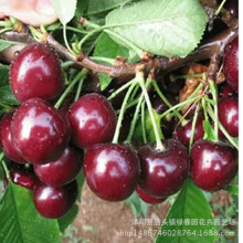 Cherry cây giống ghép kết quả năm Cherry Cherry Cherry cây giống cây ăn quả trong chậu sớm Ukraina Cây ăn quả