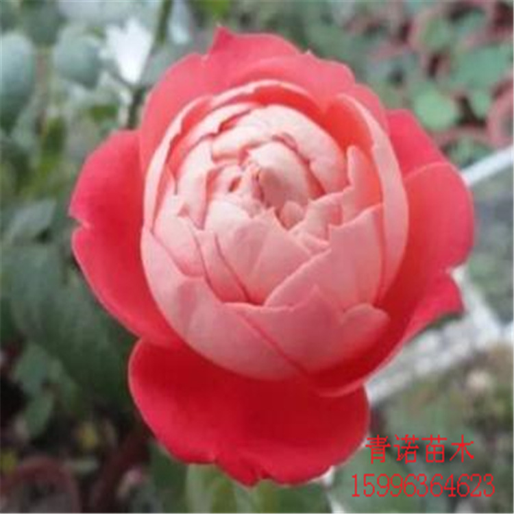 基地直销欧月红桃女王月季花苗 批发多头玫瑰盆栽勤花