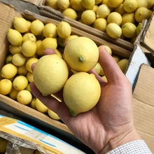 Fresh An Yue Yellow Lemon Ultra Small Fruit 1 kg 8-10 Julik Lemon Black Tea Có thể thay thế quả quýt nhỏ màu xanh Chanh