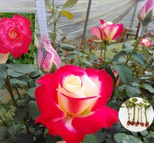 Cơ sở cung cấp hoa hồng tươi cắt đôi hạnh phúc hoa hồng tăng hoa hồng cây giống hoa hồng đôi hoa hồng tăng Hoa và hoa