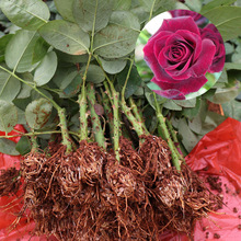 Black Magic cắt cây giống hoa bán buôn đa mùa hoa cây cảnh cung cấp tươi hoa hồng hồng cây Hoa và hoa