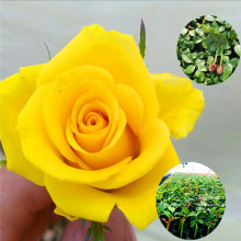 Côn Minh cơ sở cung cấp bốn mùa hoa hồng giống, vàng thơm ngọc hồng tăng cây giống hoa hồng tươi cắt nho Hoa và hoa