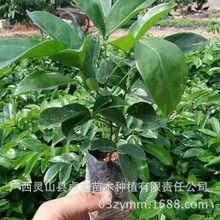 Quảng Tây Trung Quốc thảo dược cung cấp bán buôn gia súc mạnh mẽ mạnh mẽ cốc khoai tây cây con vườn ươm cây giống cây giống dinh dưỡng trực tiếp vận chuyển Cây ăn quả