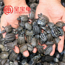 Ao ngoài Trung Quốc rùa giống cây giống bán buôn vàng dòng rùa vật nuôi rùa kích thước rùa sống nước rùa trang trí cá vàng Bể cá cảnh