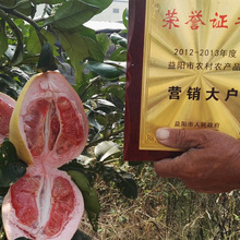 Bán buôn cây giống bưởi trực tiếp cây trong chậu Hunan ba cây giống bưởi đỏ giống mới của cây bưởi Cây ăn quả