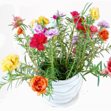 Hạt hướng dương giống khái niệm về cánh hoa bốn mùa nhiều màu thực vật có hoa trong chậu trong nhà nhỏ với những bông hoa mở Hoa và hoa