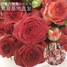 cây sô cô la Bubble Red Rose cây Rose Rose Rose chậu hoa bán buôn Côn Minh Dounan Hoa và hoa