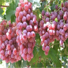 cây ăn quả cây giống cây nho không hạt của quả nho đỏ cây nho cây giống khi kết quả của sự nhượng bộ lớn Cây ăn quả