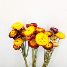 Khâu hoa cúc khô tự nhiên bán buôn hoa cúc đầy màu sắc trang trí nội thất trang trí hoa sắp xếp hoa cúc đạo cụ ảnh hoa cúc nhỏ Hoa khô hay