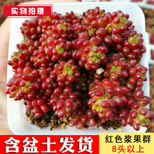 [Red berry pseudo-group] Hoa mọng nước kết hợp cây mọng nước trong chậu đất trồng trong chậu Mọng nước