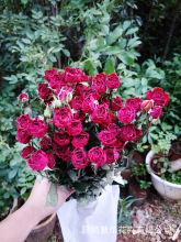hoa hồng Vân Nam hoa khô tự nhiên khô hoa hồng cơ sở bán buôn lâu đồ nội thất nhà tóc thẳng cắm hoa phòng khách Hoa khô hay