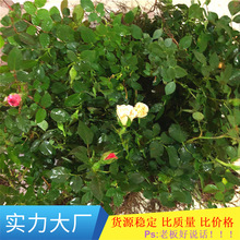 Miniature Roses cơ sở bán buôn đa dạng ngẫu nhiên của màu sắc với một Rose Bud cây chuyển nhượng lớn Hoa và hoa