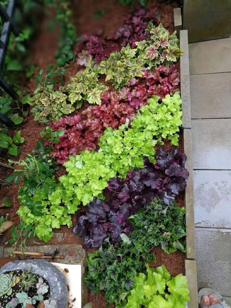【基地直销】工程绿墙观叶植物小盆栽绿植 混色 (120#)矾根