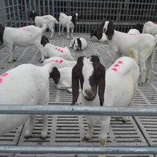 Các nhà sản xuất bán dê thuần chủng trong 3 đến 4 tháng. Nuôi 50 con dê Boer và cừu. Chăn nuôi