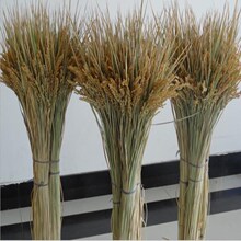 Tự nhiên hoa khô gạo Mikie lúa thu hoạch rơm trang trại hoa giả lúa mì khô lau sậy khô 100 Hoa khô hay