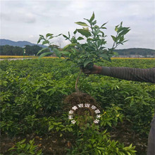 Kết quả của năm 2 năm Miao giống mới ghép màu đỏ đẹp cam Miao Ai 嫒 28 cây cam Huangyan Tangerine Cây giống
