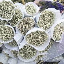 Vân Nam hoa khô bán buôn bán hoa trang trí nội thất gypsophila nhà máy sấy khô bó lớp A / B trực tiếp Hoa khô hay